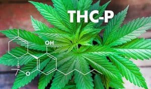 When was THCP & THCO Found