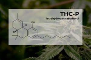 How is THCP made