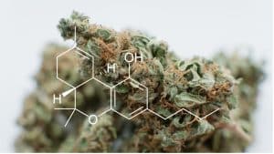 Information about THCP